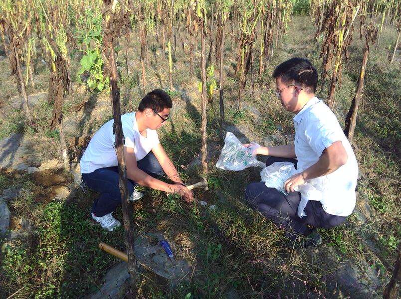 成都華宏施地佳土壤調(diào)理劑在遵義烤煙種植區(qū)示范取得成功