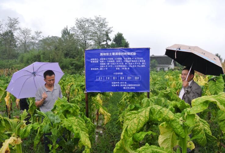 成都華宏施地佳土壤調(diào)理劑在遵義烤煙種植區(qū)示范取得成功