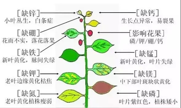 被化肥“喂瘦”了的土地到底缺什么?