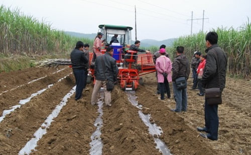 廣西甘蔗種植方式轉(zhuǎn)向全程機(jī)械化.jpg