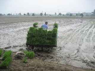 七旬老漢“愛(ài)”上插秧機(jī).jpg