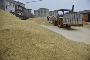 這是在江西進(jìn)賢縣一處糧食烘干廠外露天堆放的等待烘干的糧食.jpg