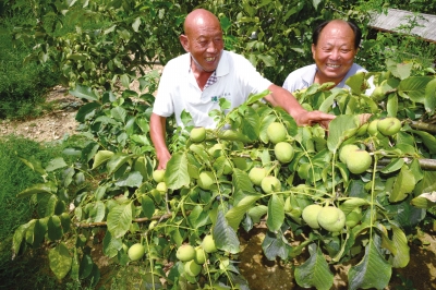 葫蘆峪農(nóng)業(yè)產(chǎn)業(yè)園種植的核桃喜獲豐收.jpg