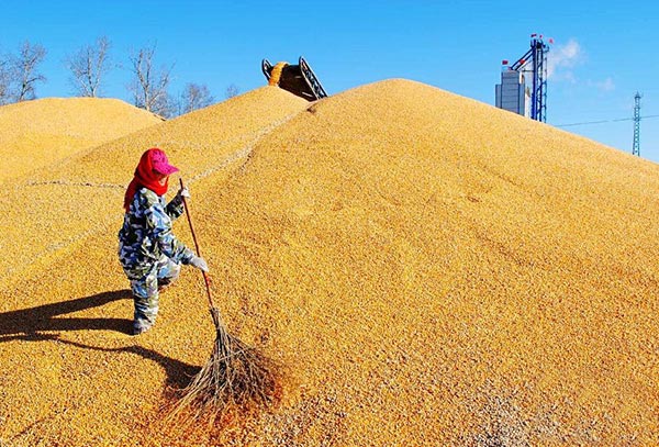 黑龍江墾區(qū)秋收新糧烘干忙.jpg