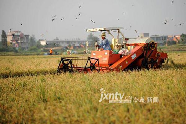 江西水稻耕種收綜合機械化水平達到71.3%,圖為農戶正在收割水稻.jpg