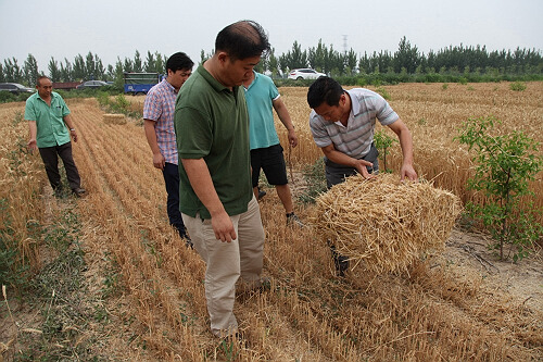 小麥籽粒收獲及秸稈打捆一體化技術試驗成功2.jpg