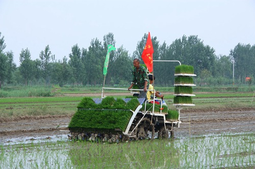 水稻機(jī)械插秧六問.jpg