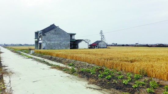 上海奉賢區(qū)莊行鎮(zhèn)的農(nóng)村.jpg