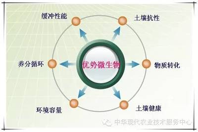 土壤修復(fù)從生物菌、PH、有機(jī)質(zhì)三個(gè)方面入手