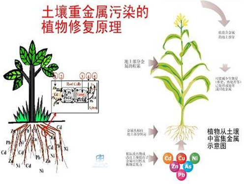 郁金香之國 歐洲土壤修復先行者——Holland