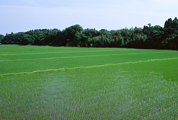 麥田管理.jpg