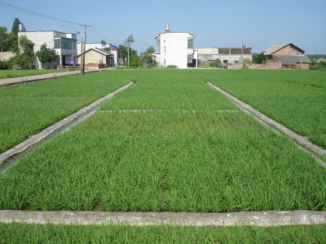 “施地佳”土壤調(diào)理劑酸化土壤改良田間示范成功