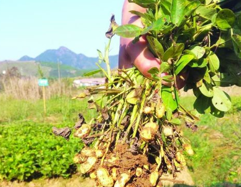 重金屬毒性土壤修復(fù)后長出了花生