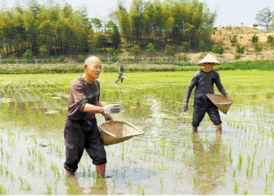 營養(yǎng)調(diào)一調(diào) 土壤更健康