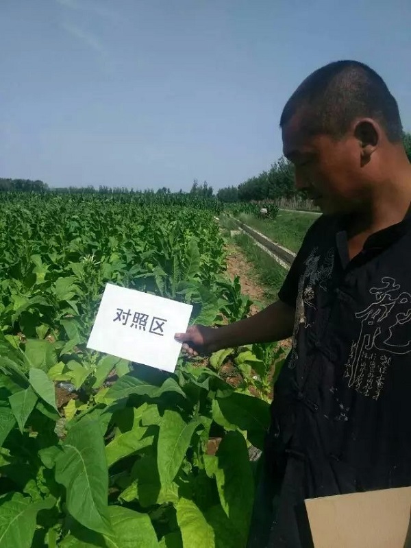 防治烤煙列當(dāng)，“神鋤”復(fù)合微生物菌肥再顯神威