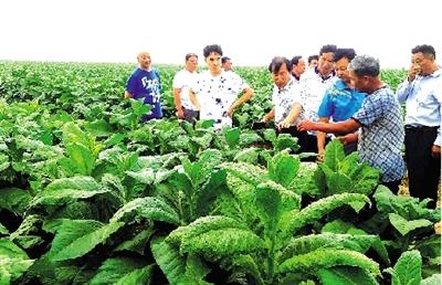 高碳基土壤修復肥增收農作物