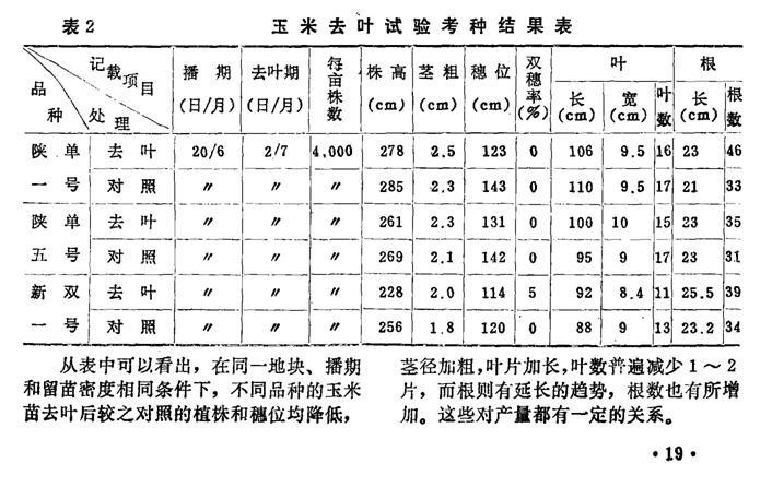 40年前美國科研人員試驗玉米苗切去葉片能增產(chǎn)！