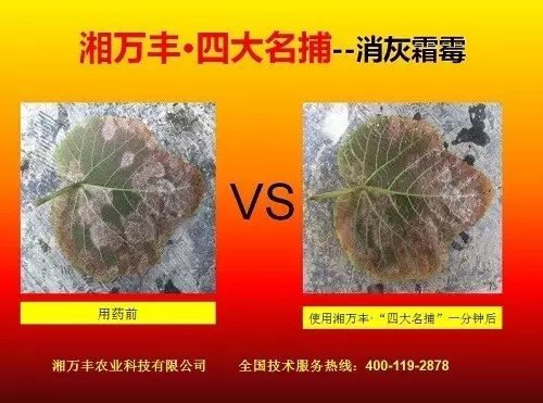 感恩有您，笑傲葡萄江湖