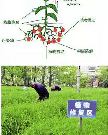 石油污染土壤的植物修復(fù)