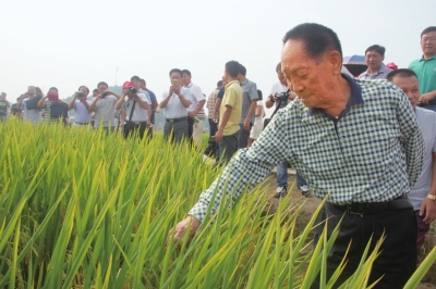 袁隆平領(lǐng)銜“種三產(chǎn)四”豐產(chǎn)工程創(chuàng)高產(chǎn).jpg