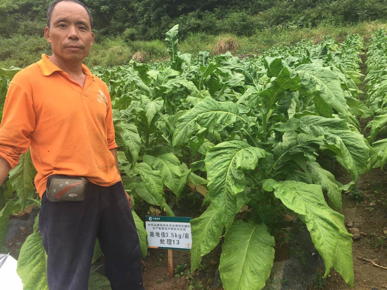 施地佳酸化土壤調(diào)理劑再顯身手  促烤煙增產(chǎn)