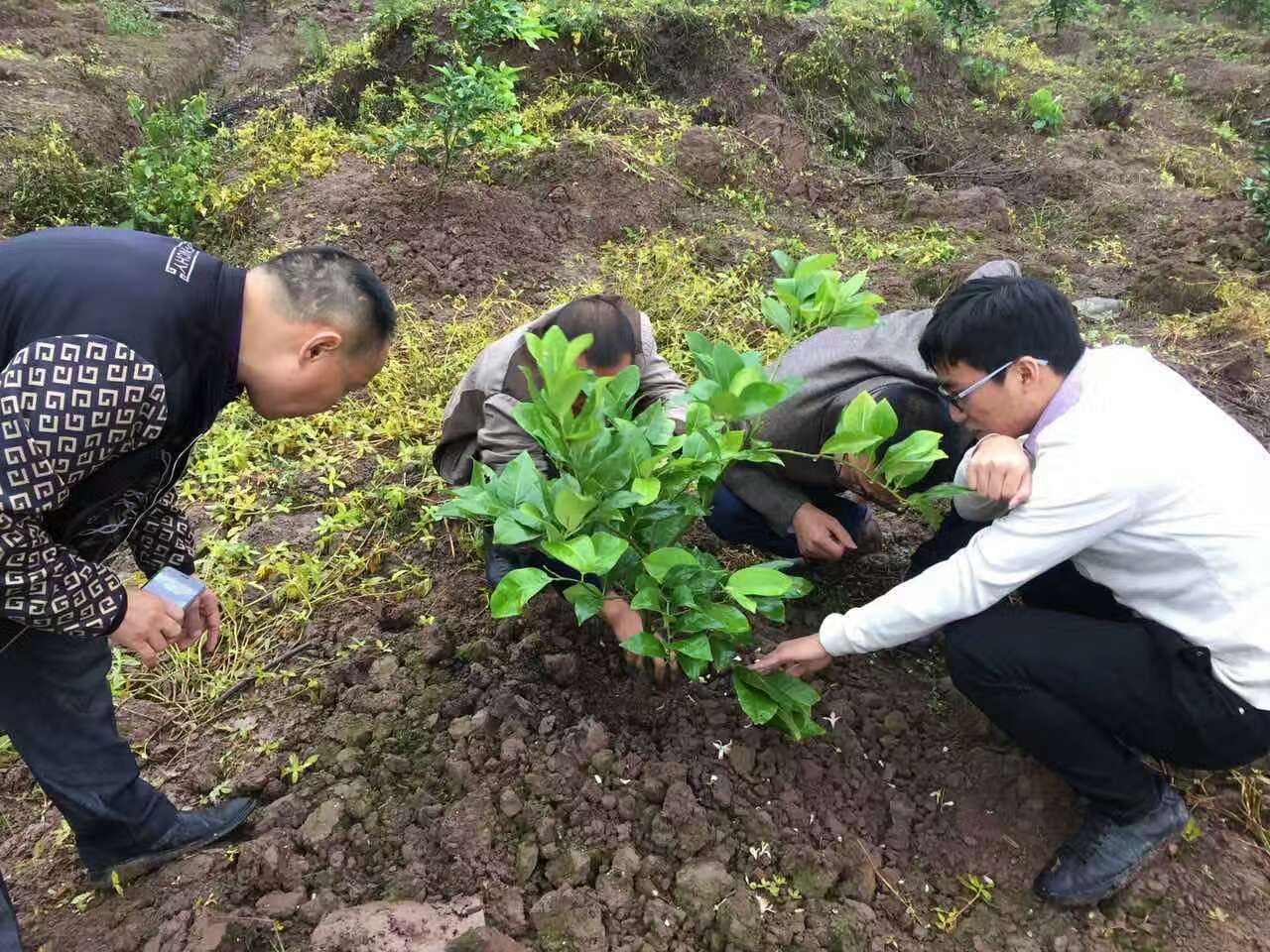 成都華宏安岳有機水肥一體化檸檬種植模式獲成功