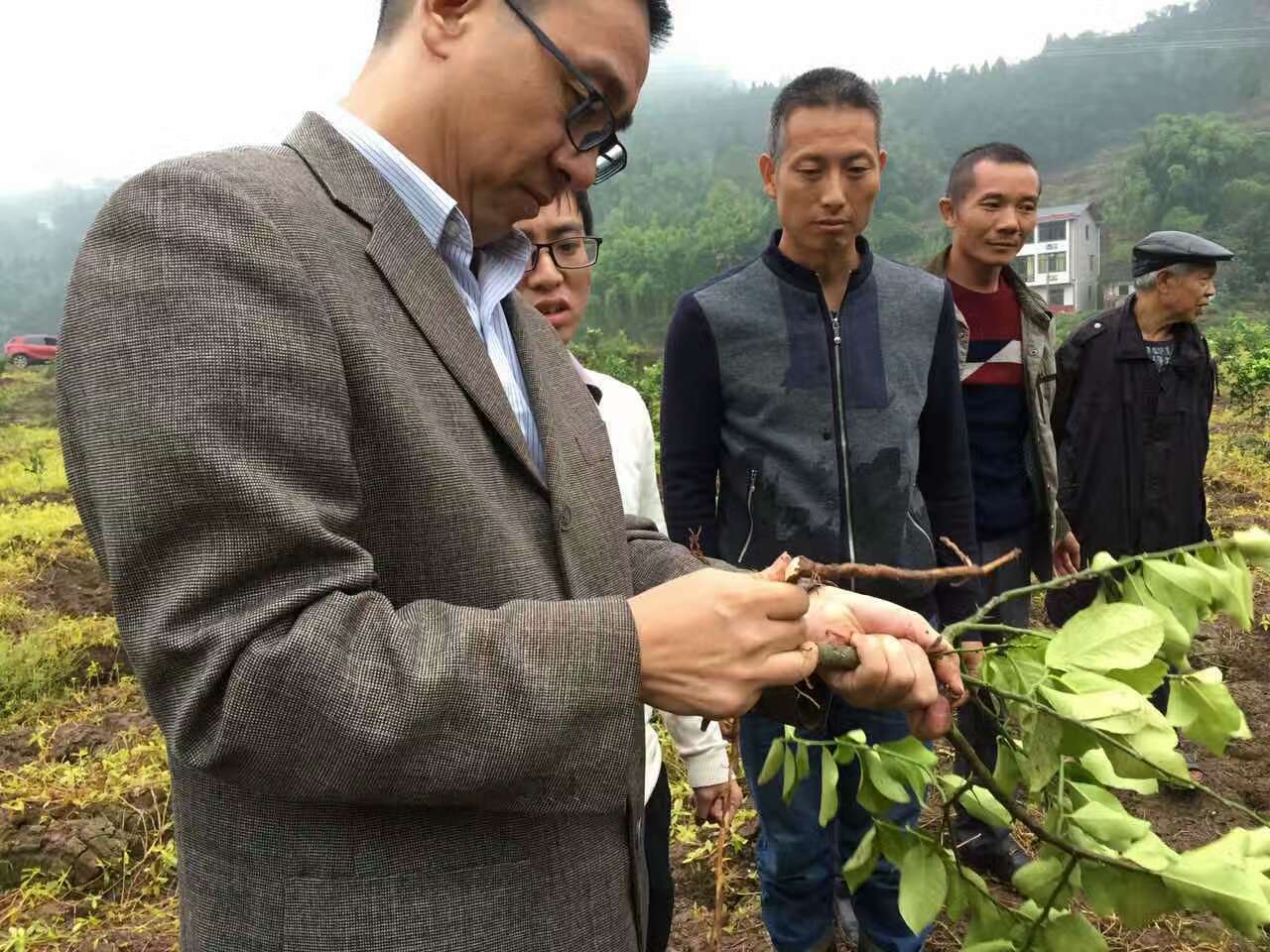 成都華宏安岳有機水肥一體化檸檬種植模式獲成功