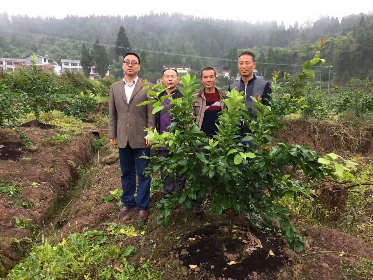 成都華宏安岳有機水肥一體化檸檬種植模式獲成功