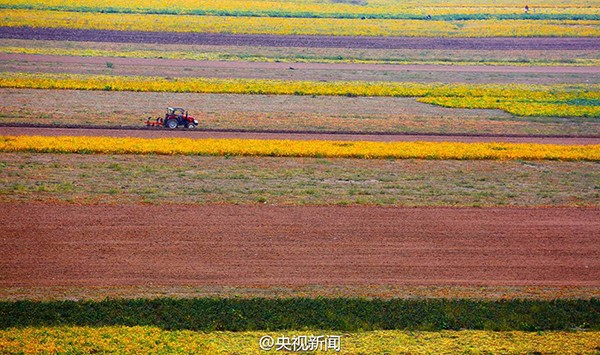 山西萬(wàn)畝黃河灘涂地豐收 “七彩畫廊”綿延百里2.jpg