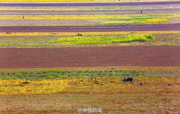 山西萬畝黃河灘涂地豐收 “七彩畫廊”綿延百里3.jpg