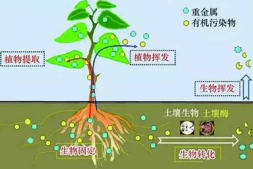 有機(jī)污染物在土壤中的遷移和吸收