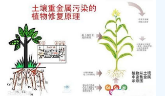 土壤修復(fù)技術(shù)的原理以及9種修復(fù)技術(shù)