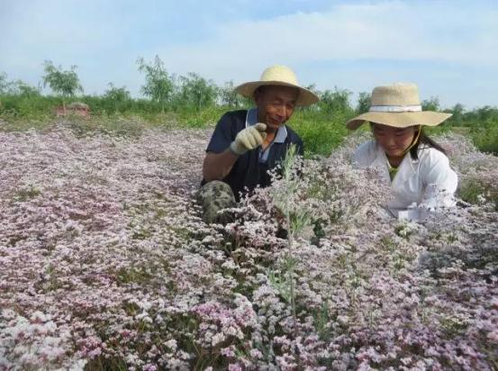 蒙草鹽堿地土壤立體改良技術(shù) 讓荒灘披綠裝