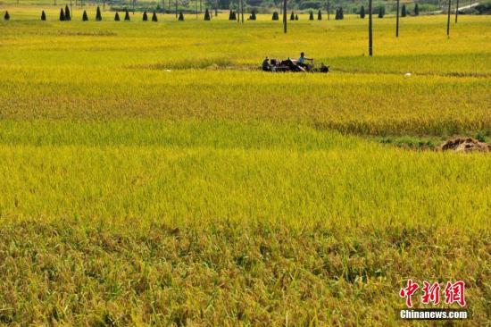 中國(guó)農(nóng)業(yè)界科學(xué)家確認(rèn)中國(guó)栽培水稻起源地區(qū).jpg