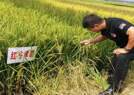 楚蒡源土壤改良：解決菜籃子的最后一公里，從打造中國(guó)第一家土壤醫(yī)院切入