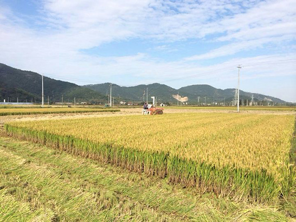 晚稻收割機械化-田間地頭奏響“豐收曲”2.jpg