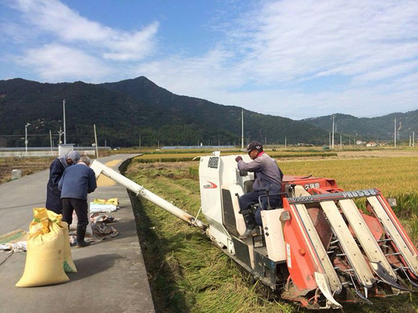 晚稻收割機(jī)械化-田間地頭奏響“豐收曲”4.jpg