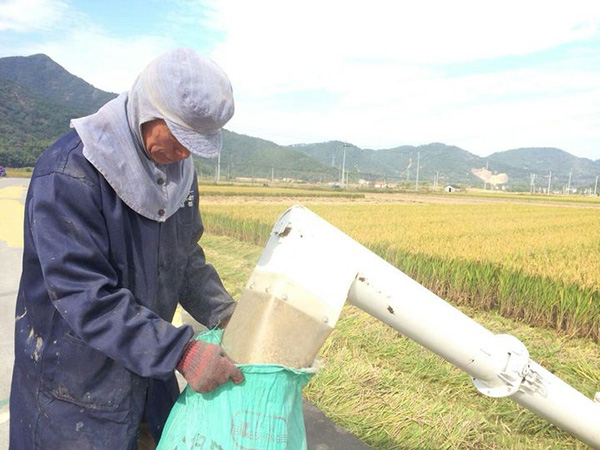 晚稻收割機(jī)械化-田間地頭奏響“豐收曲”5.jpg