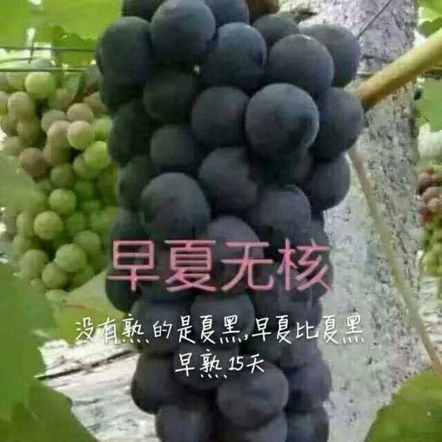 熱門葡萄品種介紹