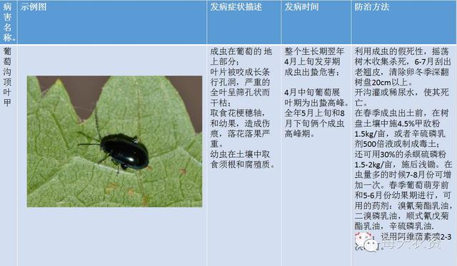 葡萄病害圖譜以及最新防治方法