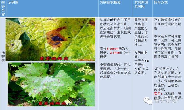 葡萄病害圖譜以及最新防治方法