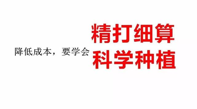 今年一畝地玉米賺多少錢？一起來計算下成本