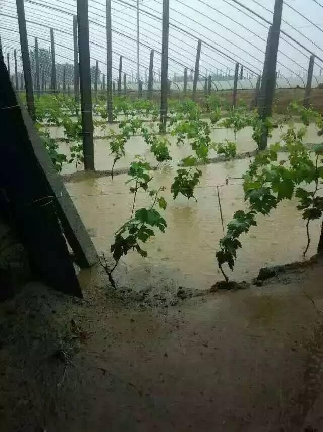 葡萄連陰雨后管理技術措施