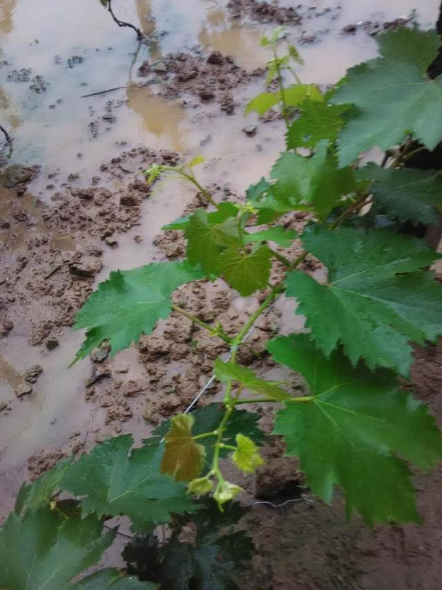 葡萄連陰雨后管理技術措施