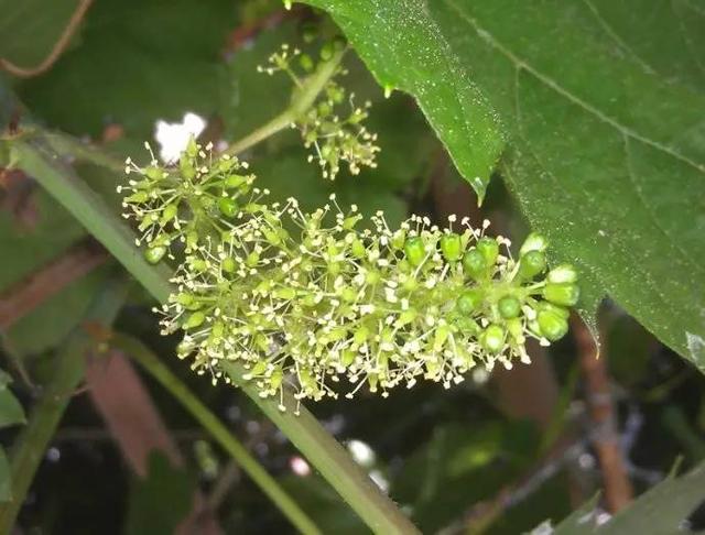 葡萄花期管理6個要點