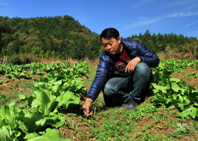 湖北咸豐縣煙葉分公司指導煙農(nóng)改良種煙土壤