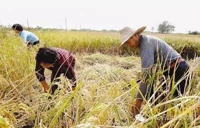 農(nóng)民種地不容易，苞米價(jià)格不爭氣，說出了多少農(nóng)民的心聲啊...