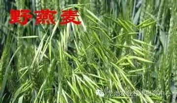 野麥子與小麥的區(qū)別