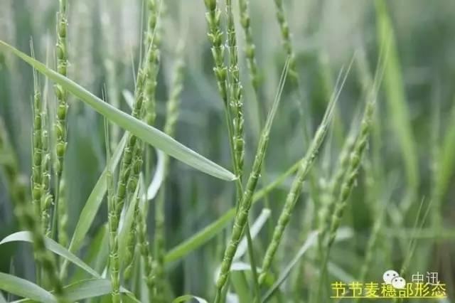 野麥子與小麥的區(qū)別