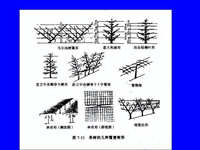 史上最全果樹修剪圖解